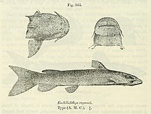 Euchilichthys royauxi.jpg