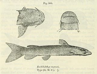 <i>Euchilichthys royauxi</i> Species of fish