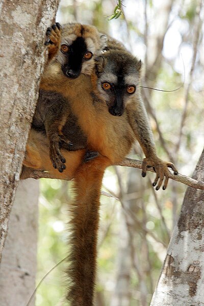 File:Eulemur rufifrons Kirindy Madagascar.jpg