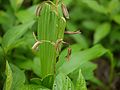 Eulophia herbacea