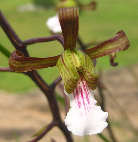 Eulophia petersii