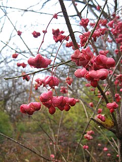 <i>Euonymus atropurpureus</i> Species of flowering plant