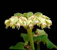 Euphorbia biselegans