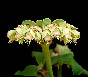 Beschrijving van de Euphorbia biselegans1.jpg afbeelding.