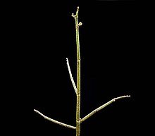 Euphorbia bosseri ies.jpg
