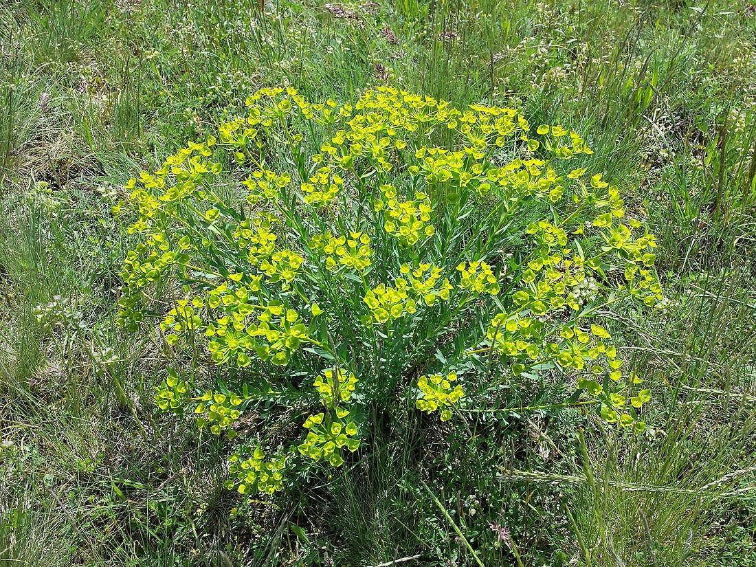 Euphorbia seguieriana