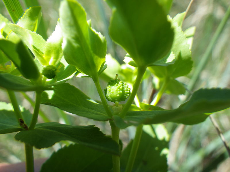 File:Euphorbia spathulata (7495152596).jpg