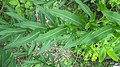 Euphorbia stepposa Stem Euphorbiaceae.jpg