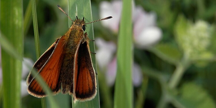 Grass Skipper (Hesperiinae)