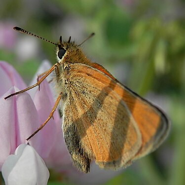 Grass Skipper (Hesperiinae)