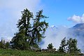 Europese larix (Larix decidua) langs het voetpad tussen Grimentz en Vercorin.