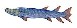 Bone marrow may have first evolved in Eusthenopteron, a species of prehistoric fish with close links to early tetrapods. Eusthenopteron BW.jpg
