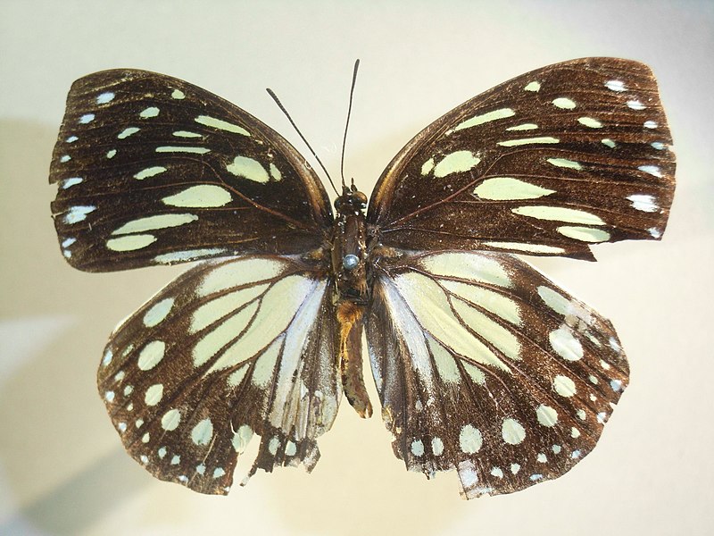 File:Euxanthecrossleyi.jpg