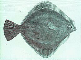 Flounder move fast; to catch 'em, you'll have to move fast, too