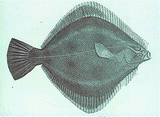 New Zealand sand flounder Species of fish