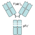 An antibody digested by pepsin yields two fragments: a F(ab')2 fragment and a pFc' fragment