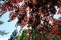 Cultivar 'Atropunicea' foliage, Rogów Arboretum, Poland