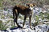 Feral dog stands on rock in stony, scrubby landscape