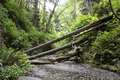 Fern Canyon