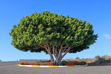 Ficus microcarpa Habitus