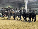 Esperia Pony (Pony dell'Esperia), driven five-in-hand, photographed at Fieracavalli, Verona, Italy, on 9 November 2014.