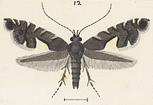 Fig 12 MA I437899 TePapa Plate-XXXVIII-The-butterflies full (cropped).jpg