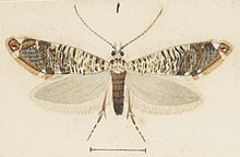 Illustration by George Hudson c. 1927 Fig 1 MA I437898 TePapa Plate-XXXVII-The-butterflies full (cropped).jpg