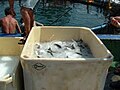 Fish cooling by pumpable ice