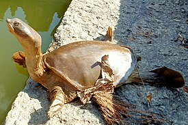 Индийская лопастная черепаха (Lissemys punctata)