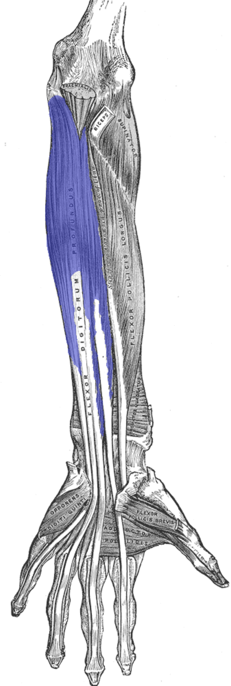 Flexor-digitorum-profundis.png