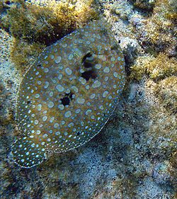 Flowery flounder, Bothus mancus,
Bahia de la Chiva, at Hawaii Flounder hawaii.jpg