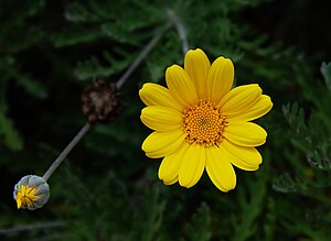 Flower and bud of a yellow chamomile