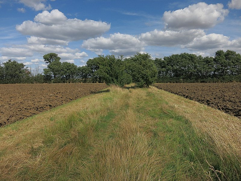 File:Footpath from Hilton - geograph.org.uk - 4108835.jpg