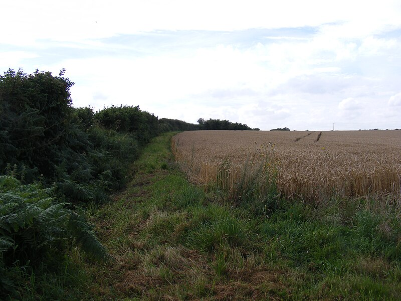 File:Footpath to Low Road - geograph.org.uk - 3087335.jpg