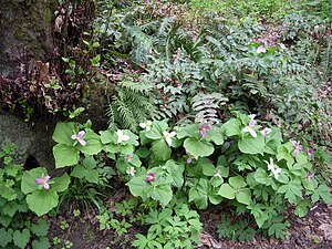 A group of about 20 three-leaved plants with small light-yellow or light-blue flowers form part of a forest floor with many ferns.