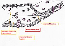 Freeze-fracturing helps to peel open membranes to allow visualization of what is inside FreezeFracture final.jpg