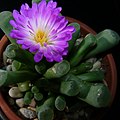 Frithia pulchra11.jpg