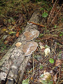 Fungi acting as decomposers of a fallen tree branch Fungi on fallen Birch Branch - geograph.org.uk - 239255.jpg