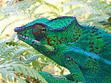 Furcifer belalandaensis