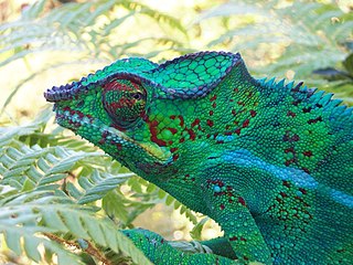 <i>Furcifer</i> Genus of lizards