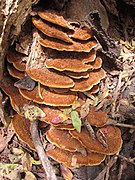 Fuscoporia gilva (en).