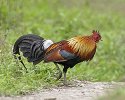 Ayam: Peristilahan, Biologi umum dan habitat, Pembiakbakaan