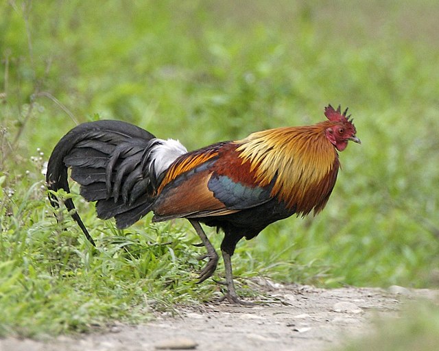 File:Gallus_gallus_male_Kaziranga_0.jpg