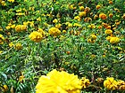 Genduphula marigold Odisha.jpg