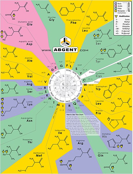 File:GeneticCode.jpg