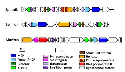 Genome organization of cultured virophages
Genome representation of the virophages Sputnik, Zamilon, and Mavirus. Homologous genes are colored identically. Genome organization of cultured virophages.jpg