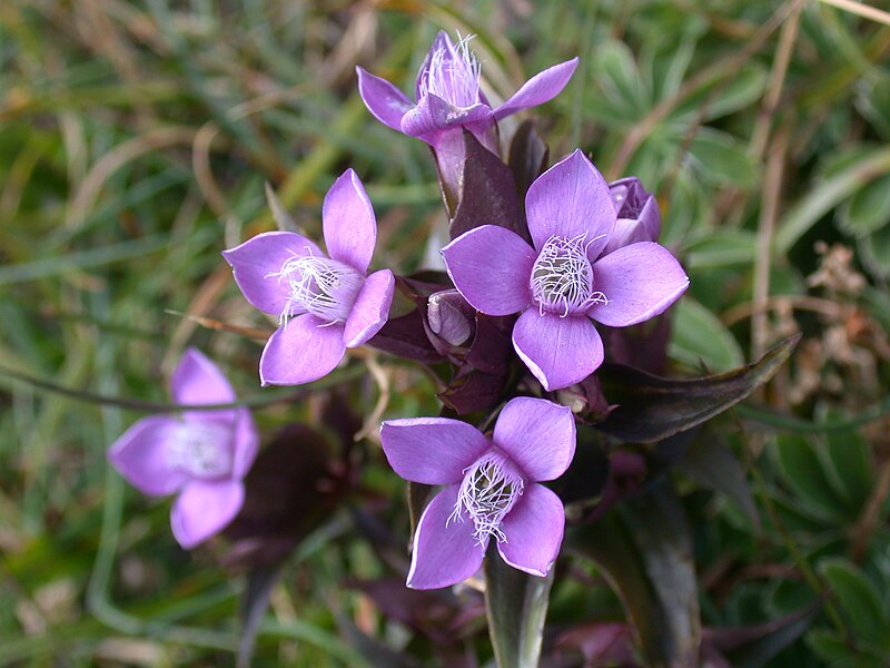 File:Gentiana campestris flowers1.jpg
