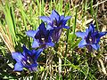 Kék encián (Gentiana clusii)