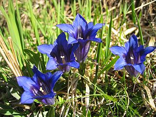 <i>Gentiana clusii</i> Species of plant