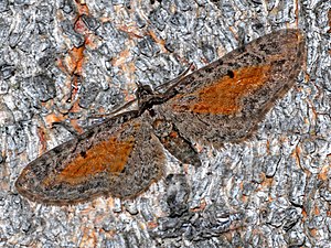 Geometridae - Eupithecia icterata f Subfulvata.JPG